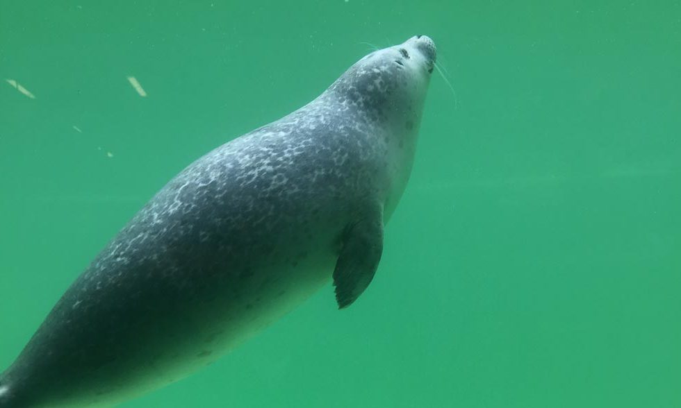 Exkursion der Biologie-WP-Kurse zur Seehundstation Norddeich Exkursion der Biologie-WP-Kurse zur Seehundstation Norddeich
